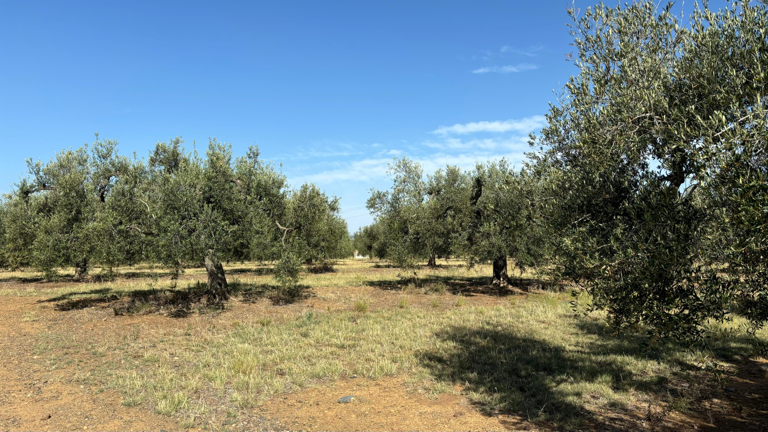 collita d'olives