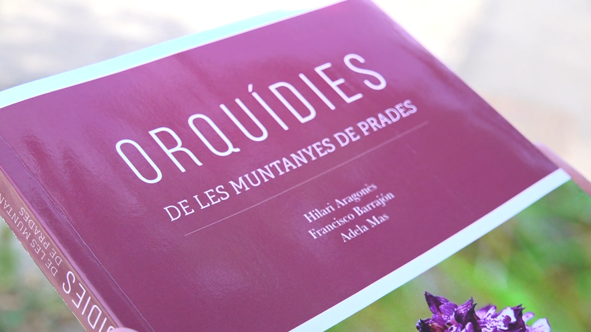 Orquídies de les Muntanyes de Prades