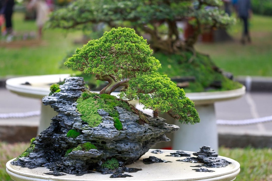 Congrés Bonsai