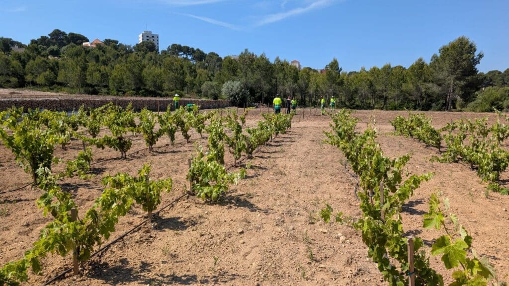 El cultiu vinícola, en perill per la seva proximitat als incendis forestals