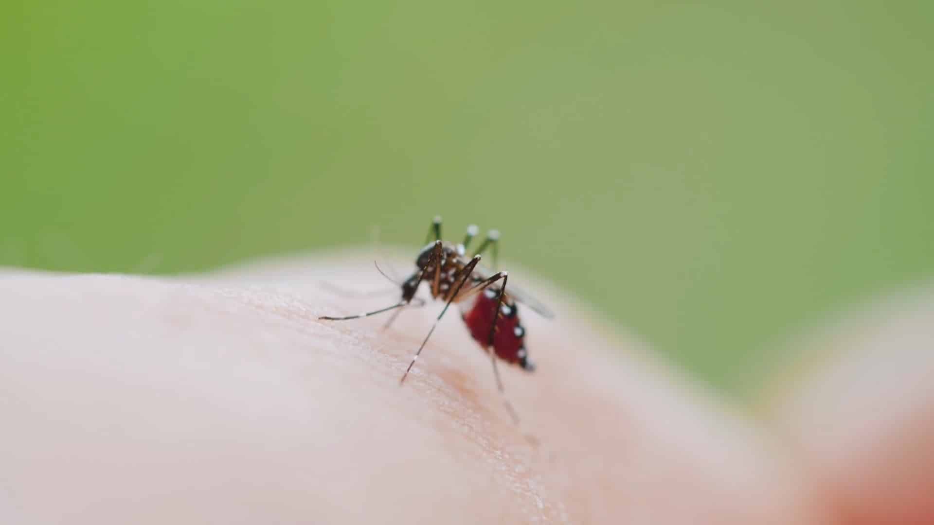 mosquits