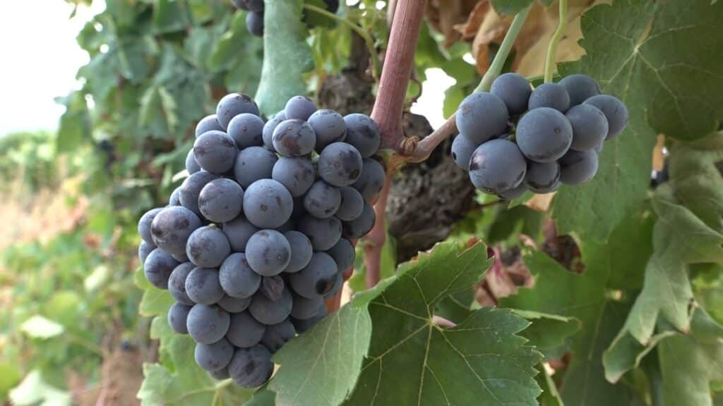 Raïm negre a punt de collir en una vinya de la DOQ Priorat