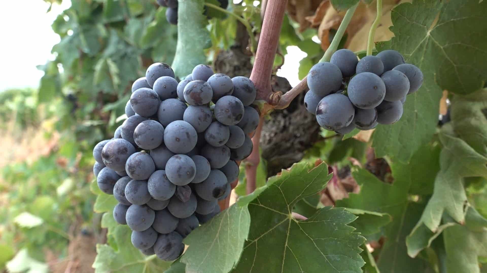 Raïm negre a punt de collir en una vinya de la DOQ Priorat