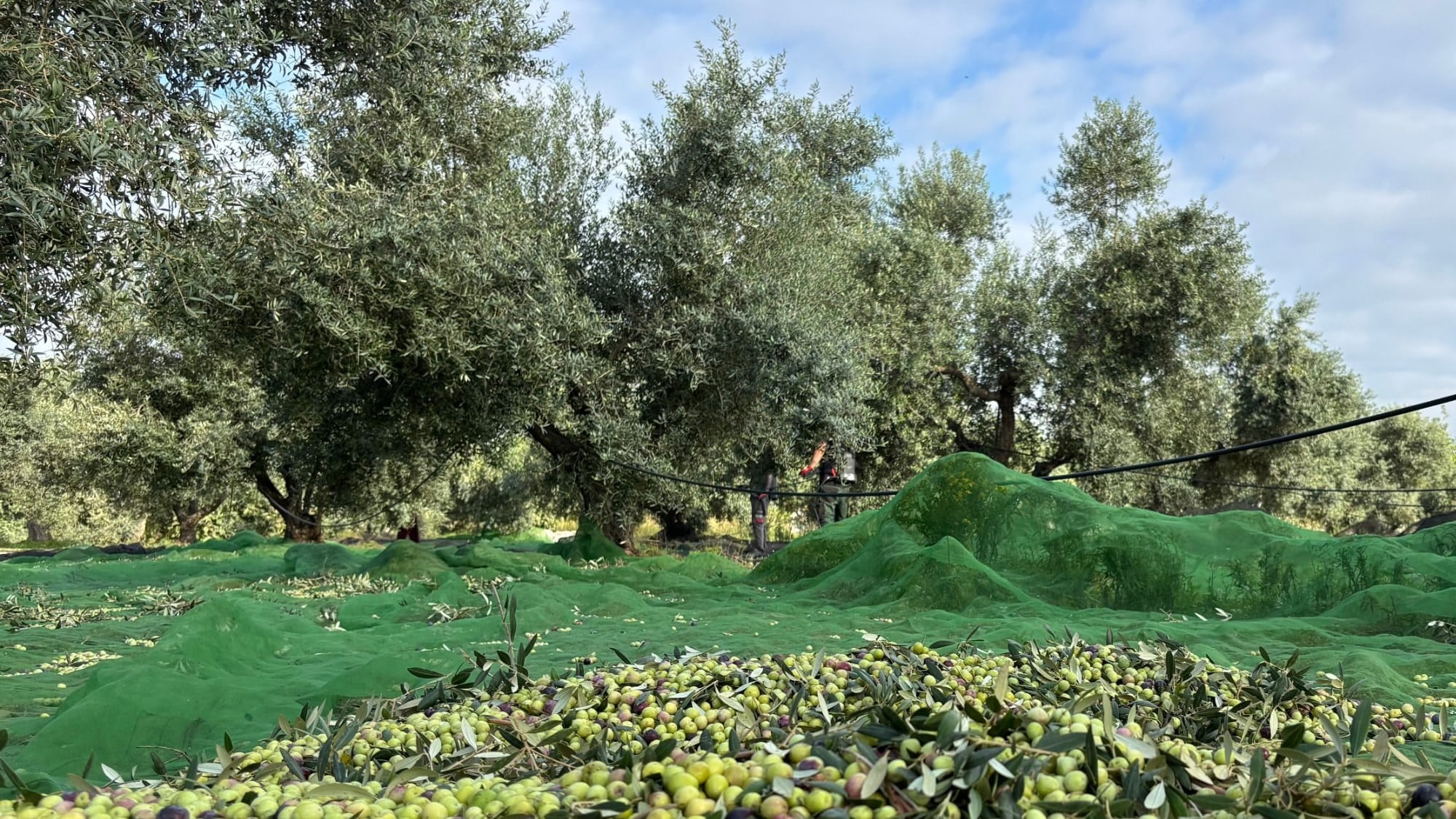 Olives acabades de collir sobre les malles en un camp d’oliveres del Baix Camp
